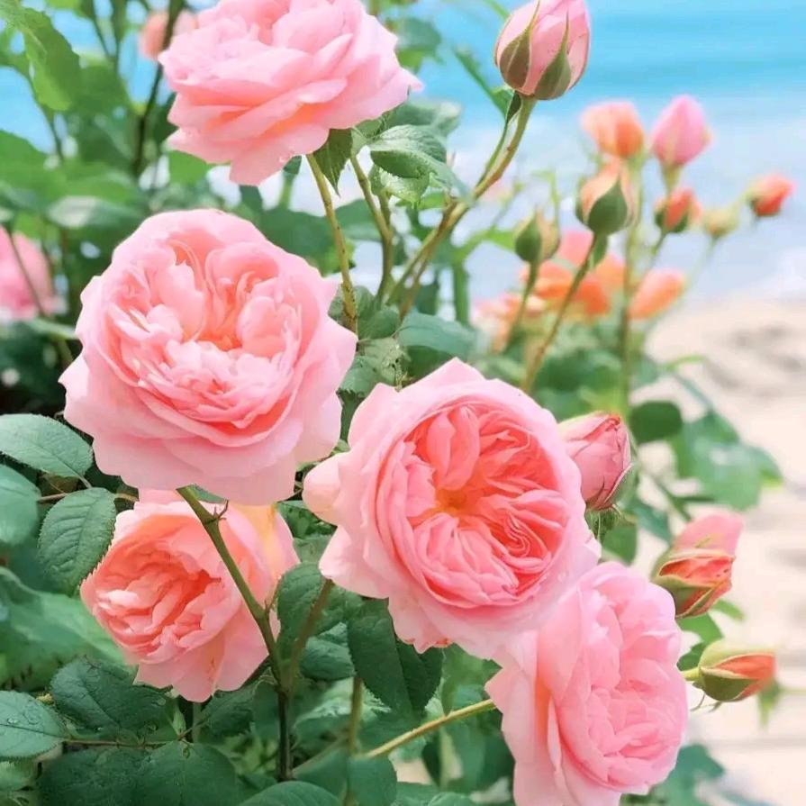 🌺三槐堂风轻云淡