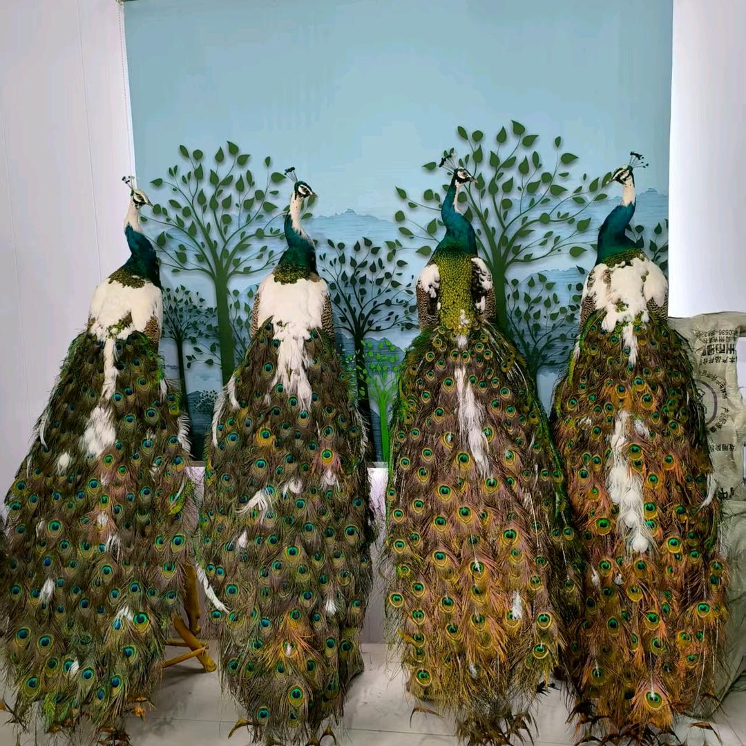 🦚孔雀生态园交流基地