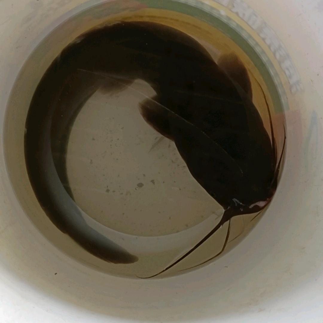 小卢(爱钓鱼)(路亚)(每周日。周六更新