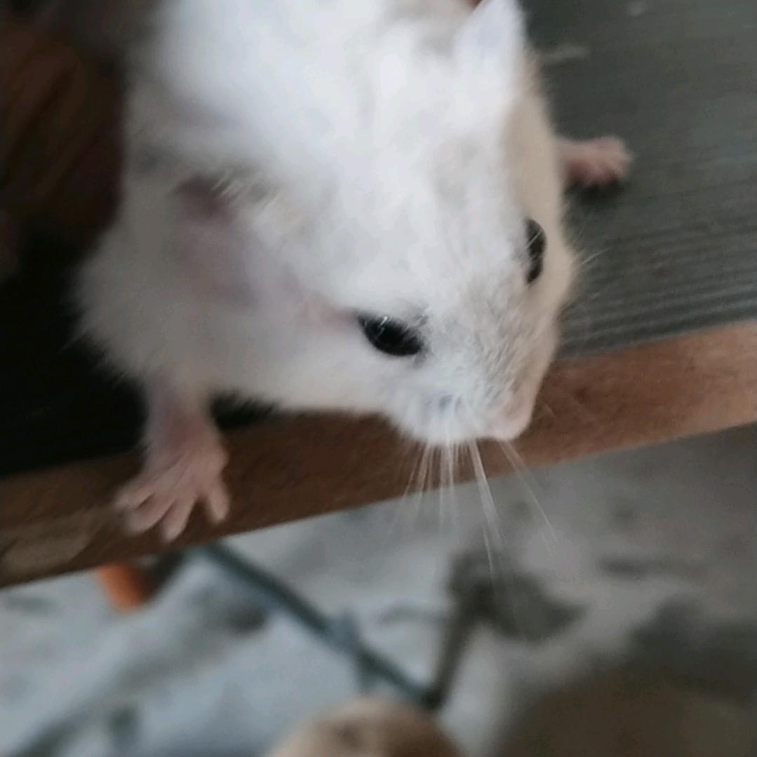 简单的爱