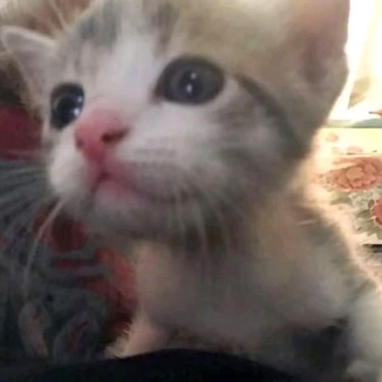 一只欣