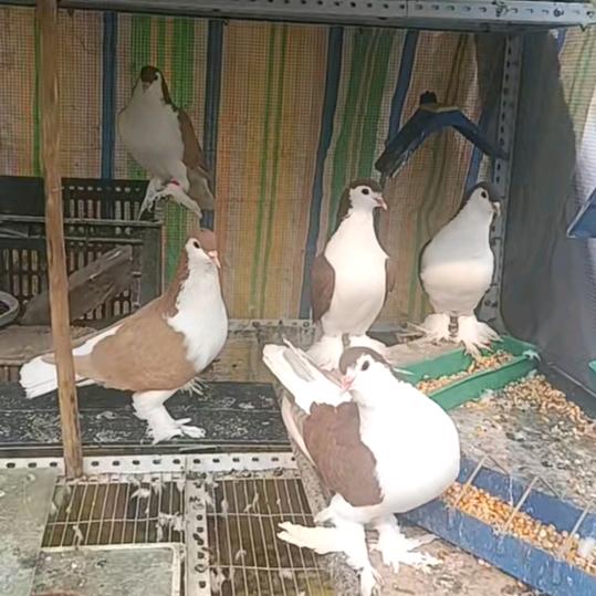 菏泽小川观赏鸽棚