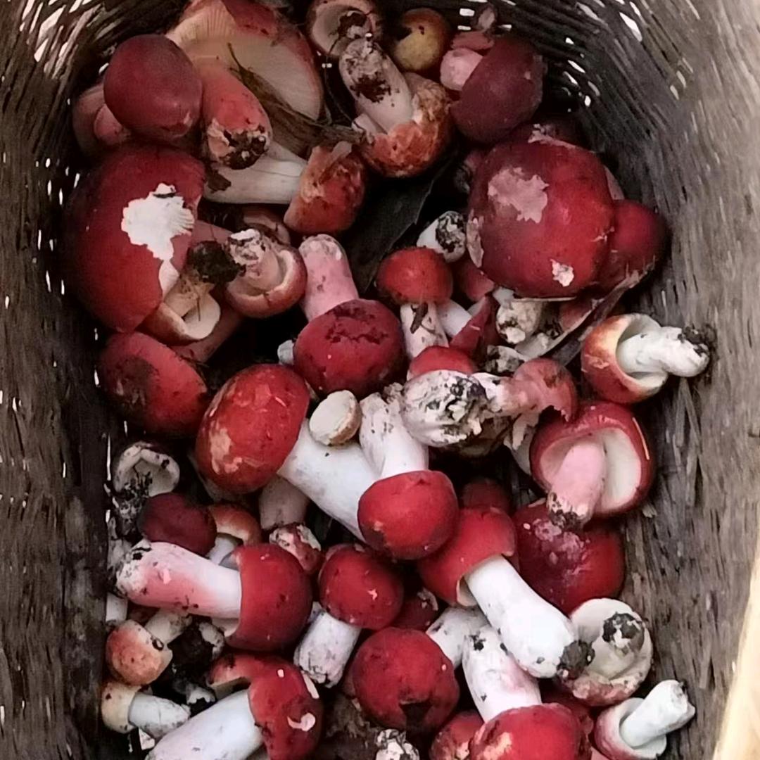 溪鱼克星:小刘刘