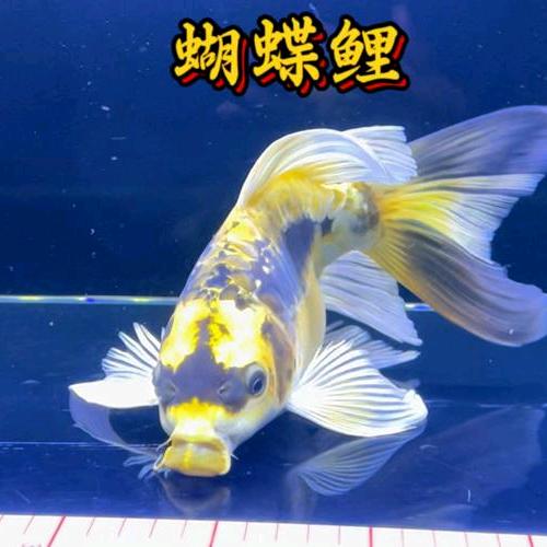 鸿鱼汇观赏鱼馆
