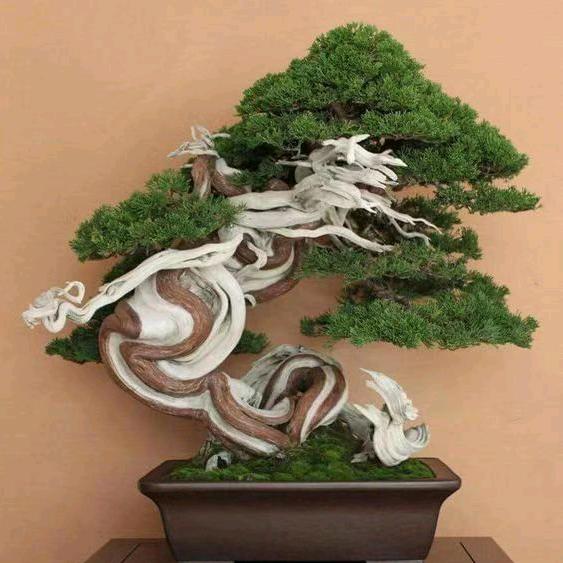 雨园精品微盆景