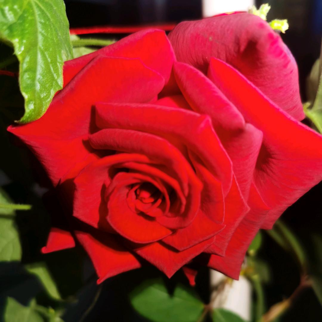花有重开日