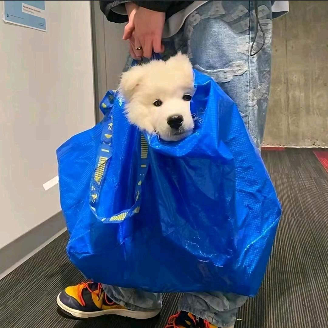 小青龙