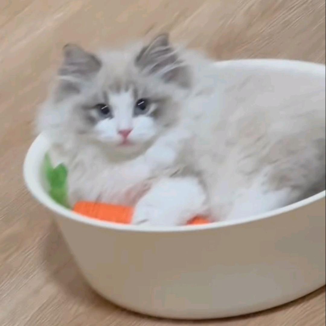 黑色小动物
