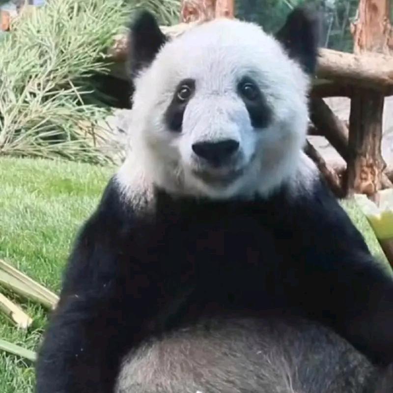 🐼家军聚集地