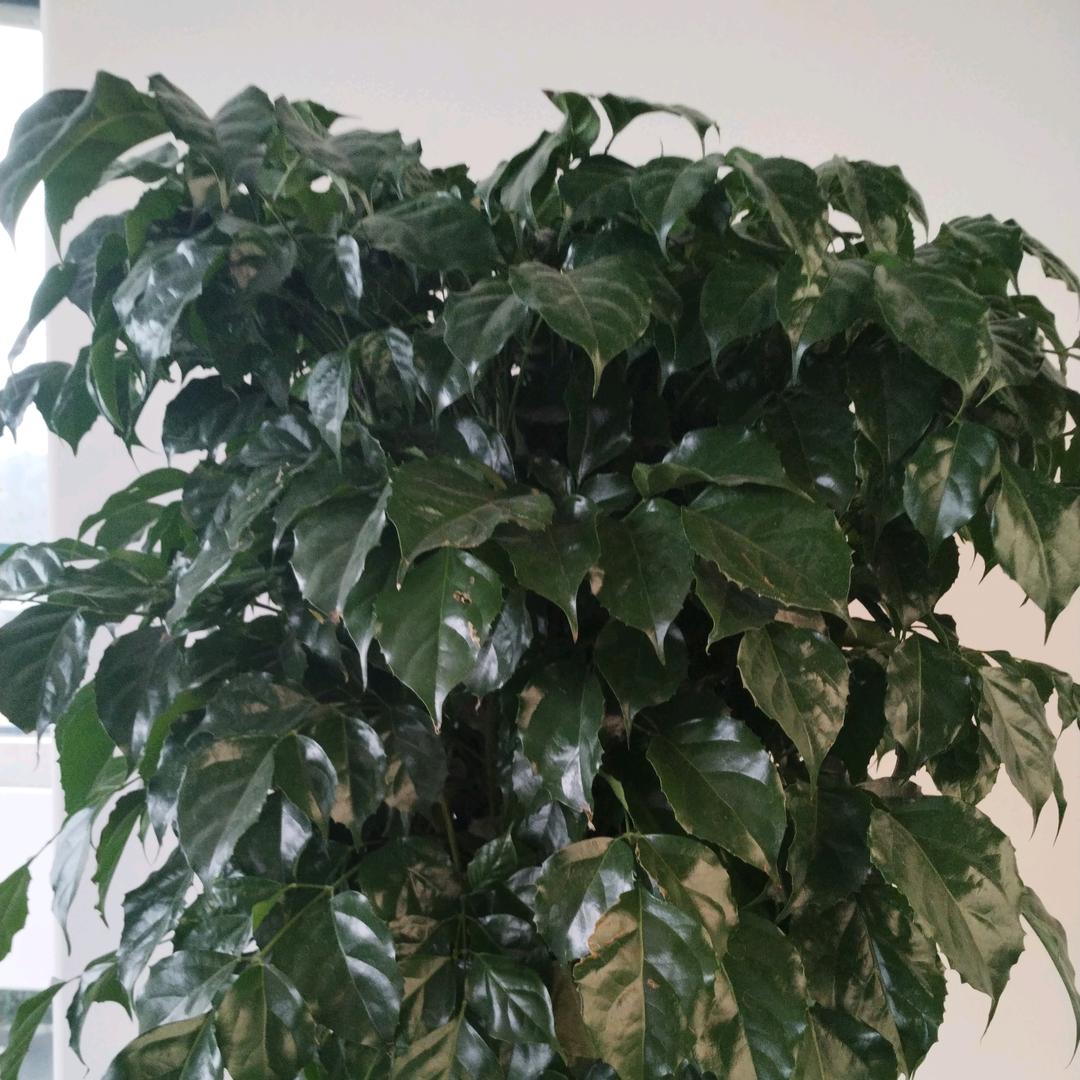 平安平安顺顺利利！