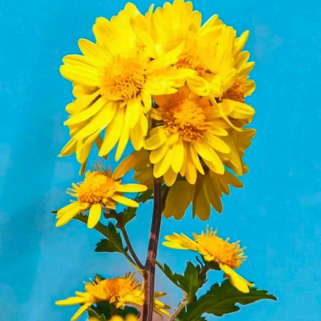 平平淡淡才是真🍵