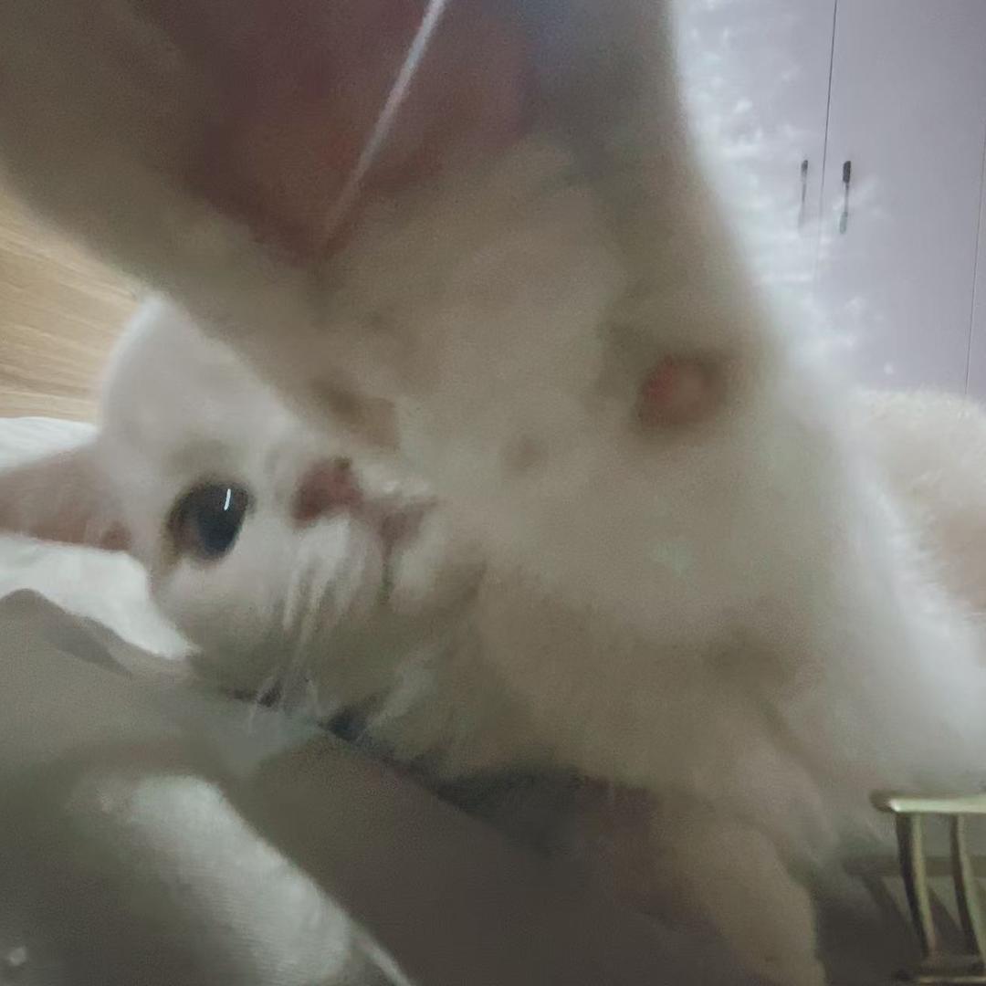 丑八怪