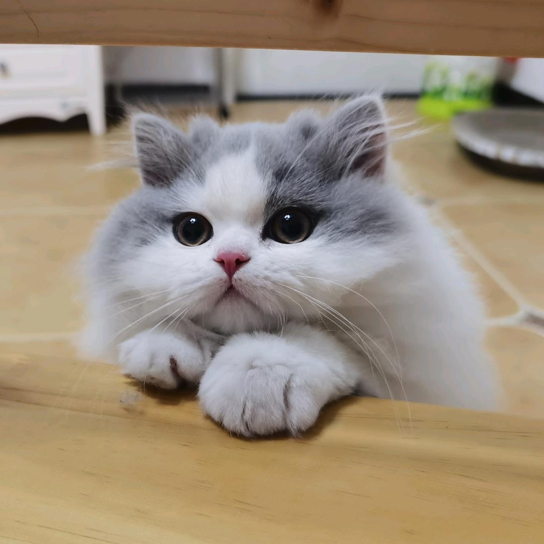 顺哥养猫