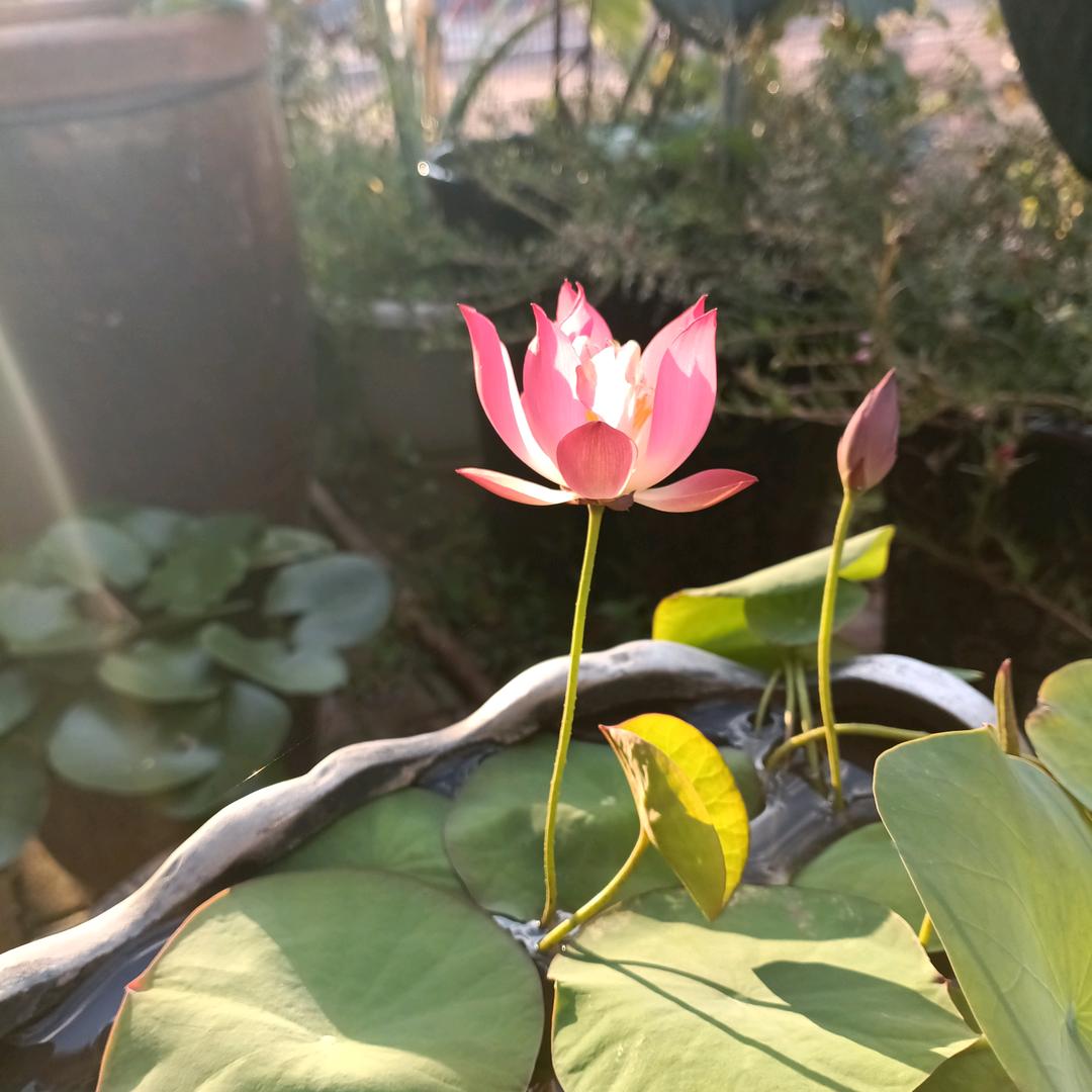 福恩&惠恩
