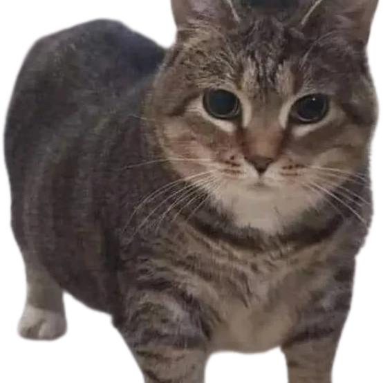 G0dbFPS（接大战场业务＋烽火跑刀）