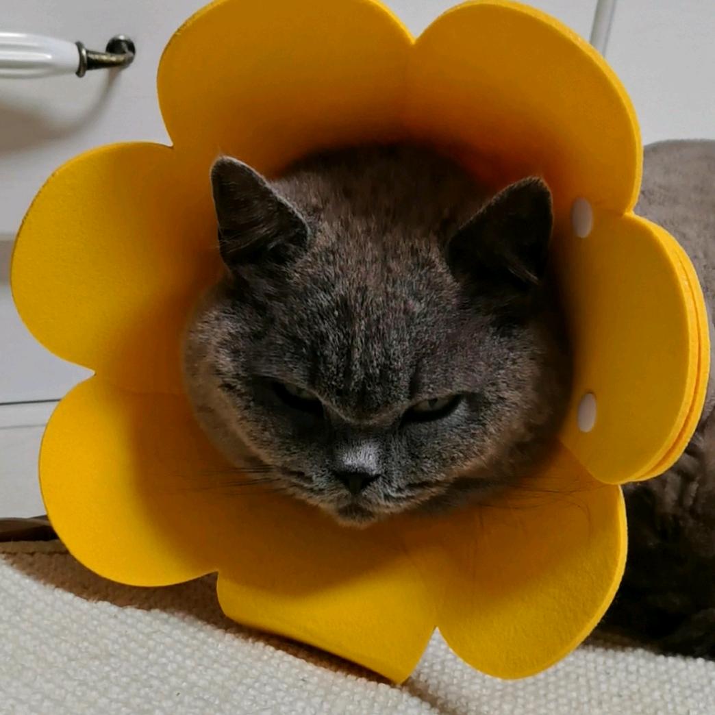蓝猫波比