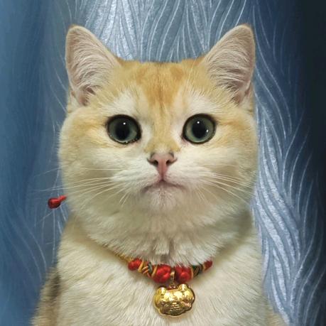 游戏糕手小秋秋