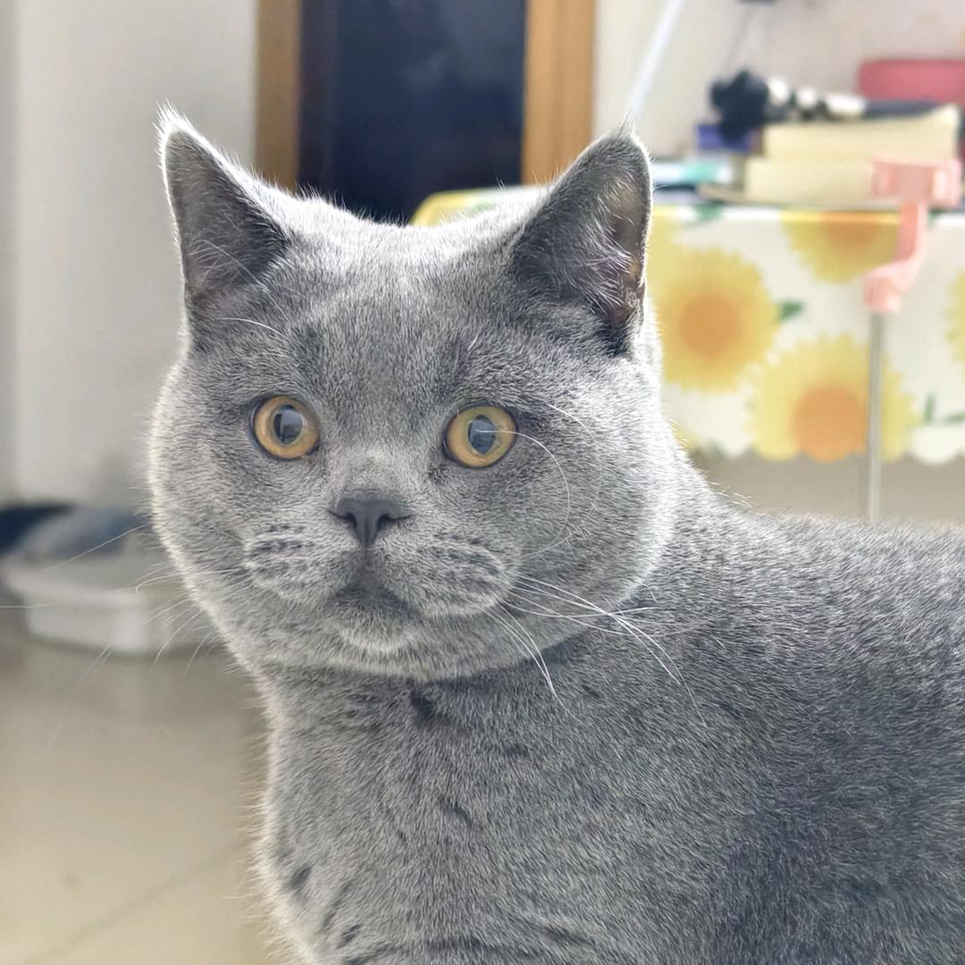 包子的小迷妹