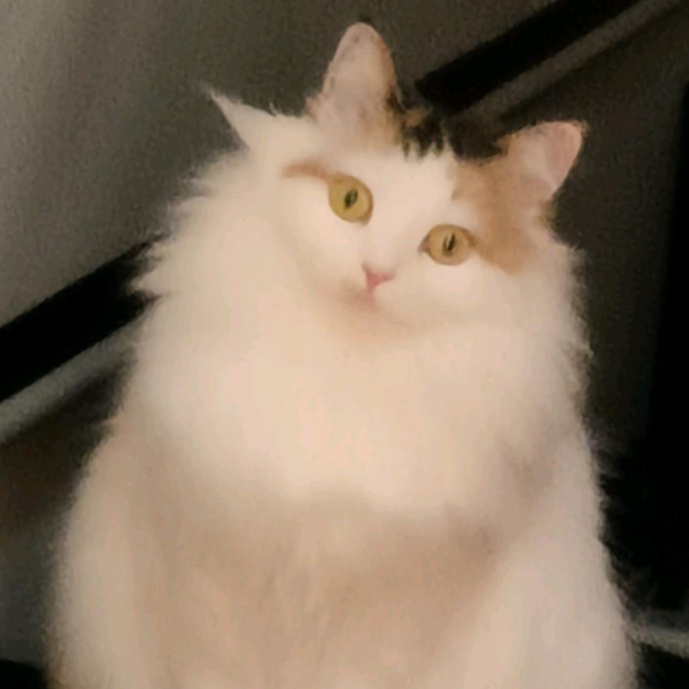 菇咕咕（晚睡早起版）