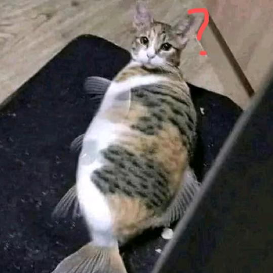 忧郁的猫