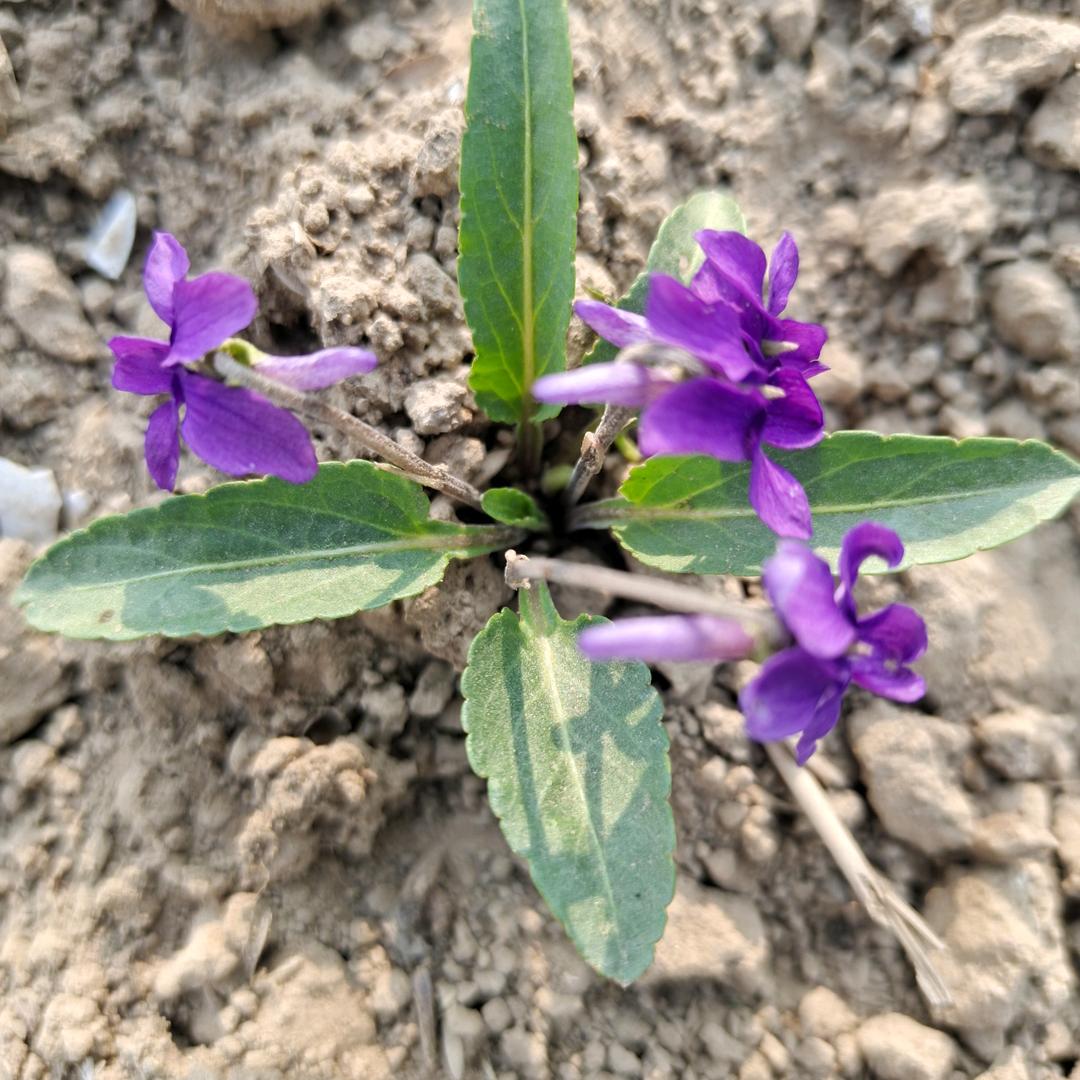 牛气冲天纯爷们