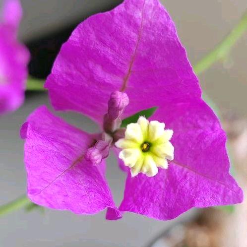 锦强三角梅小叶紫