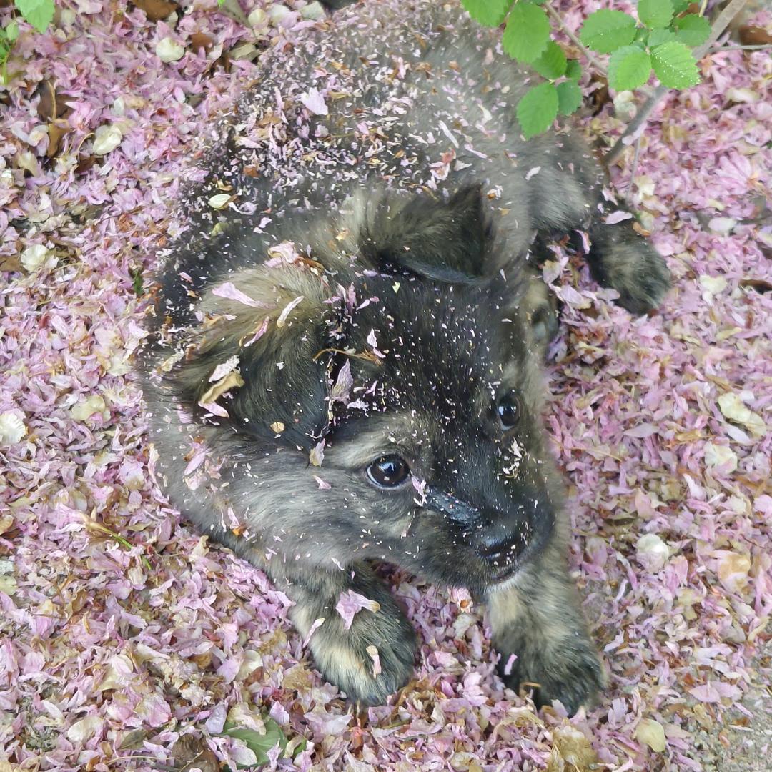 小枫