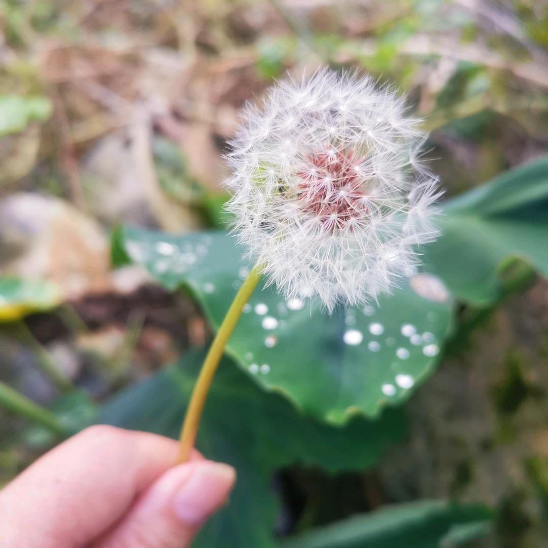 小白兔