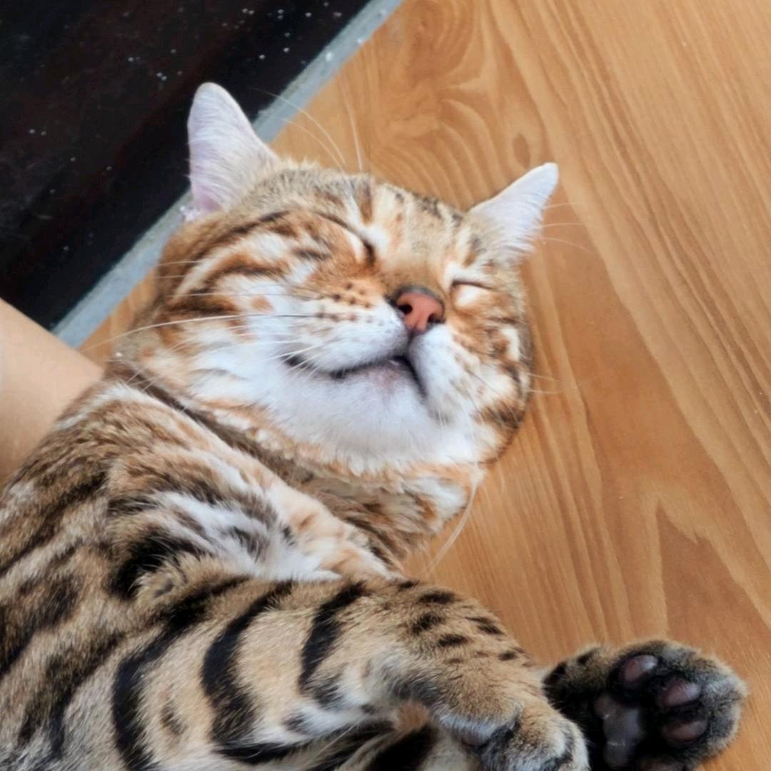 一只狗猫将军桑