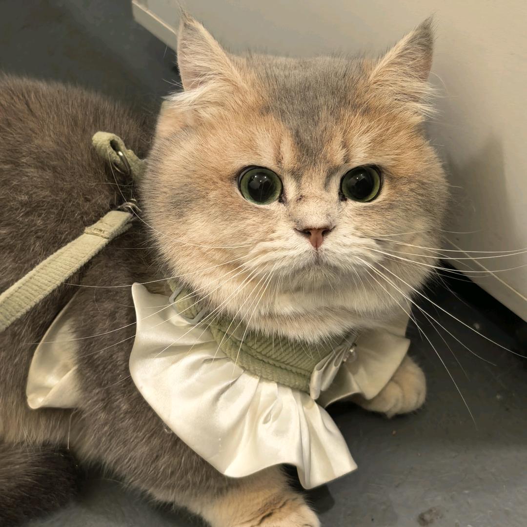 多金小猫咪🐱～