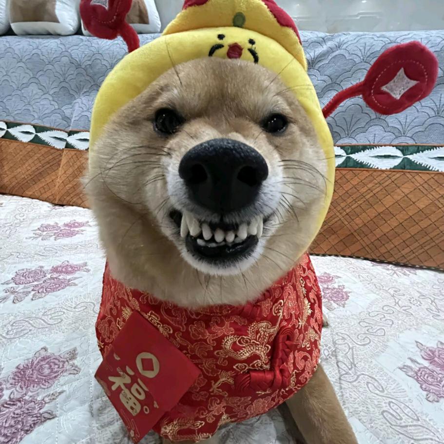 嘉豪