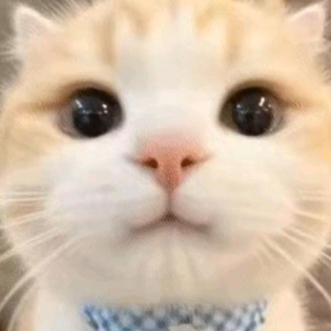 只剩一只小猫了