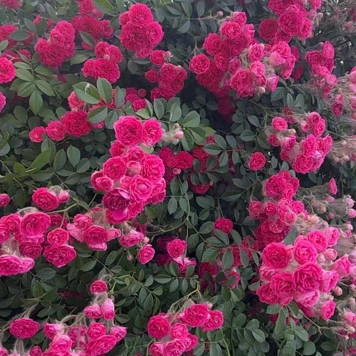 梦芷彩廷果树苗木专卖店