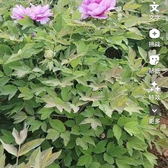米粒奶奶