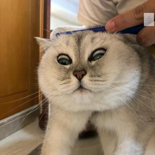猫咪