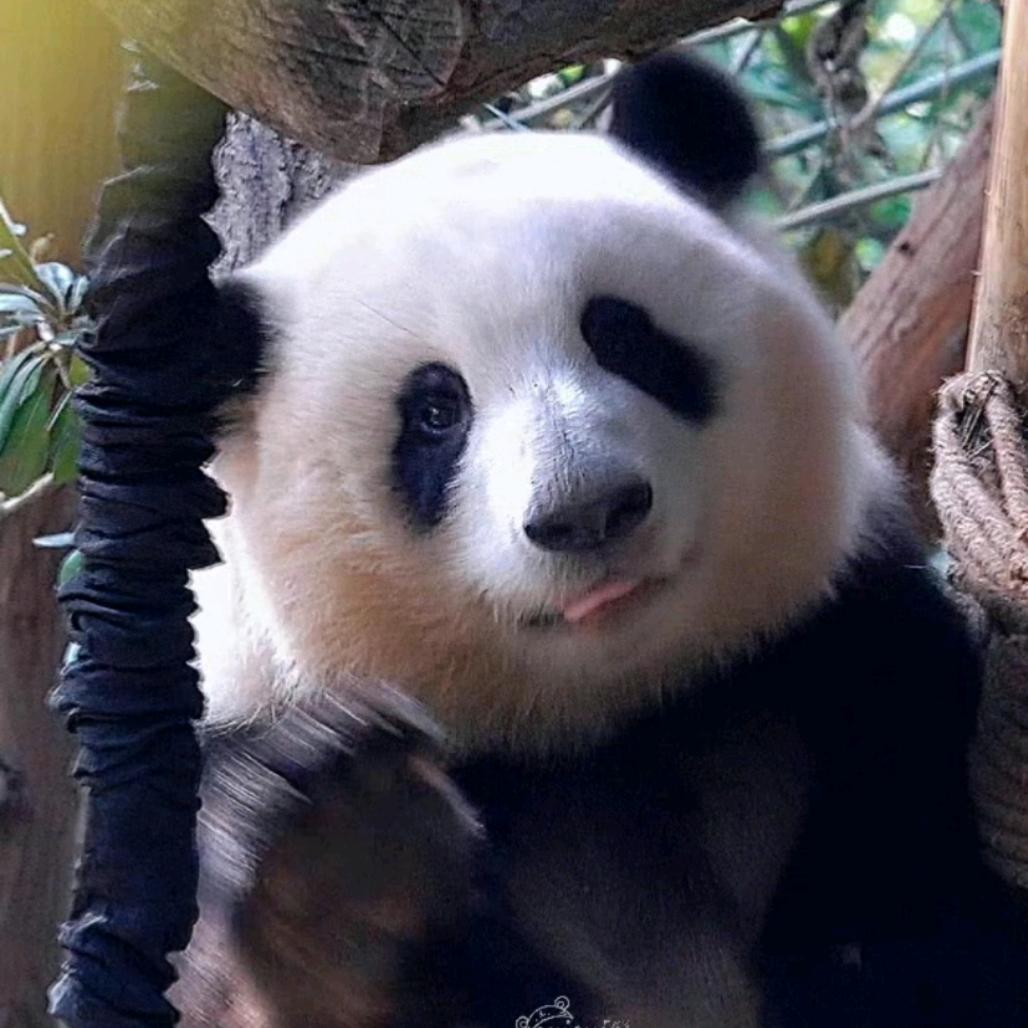 🥰东北甜妹儿🥰