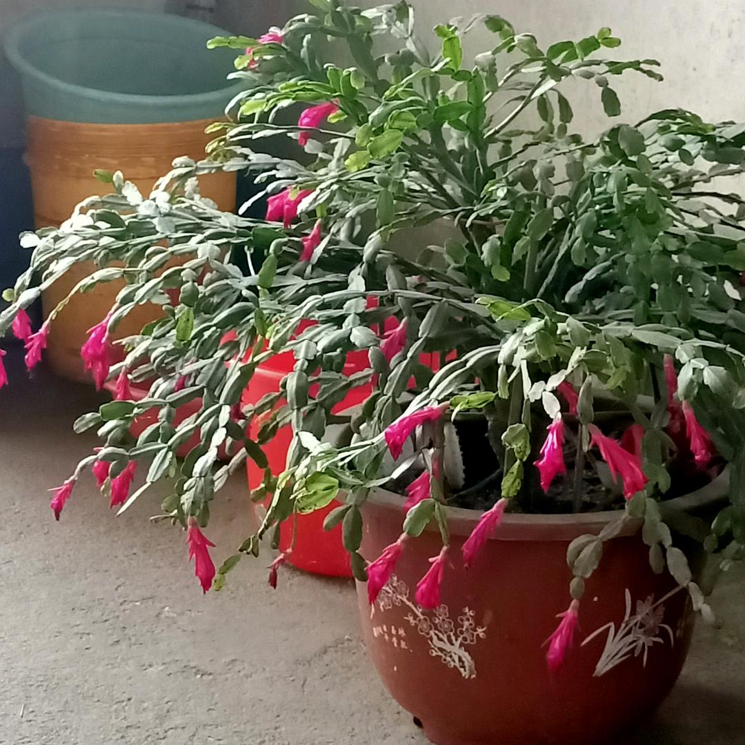 栀子花开呀开