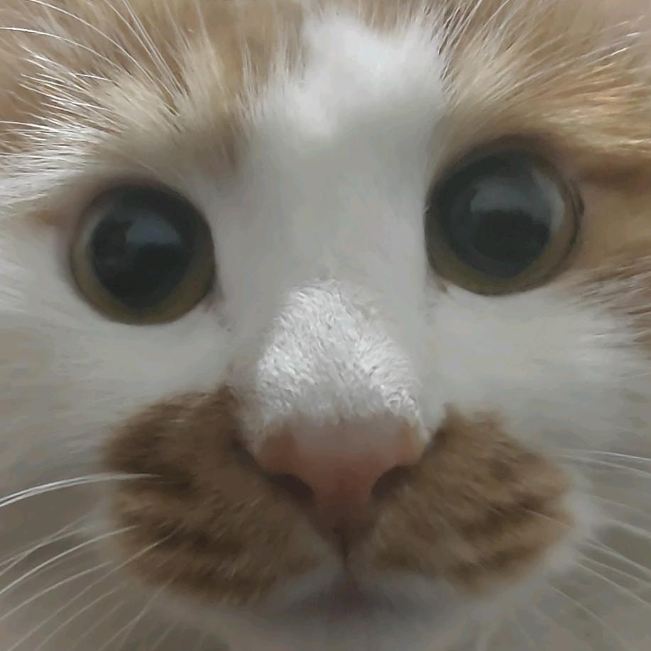 呱
