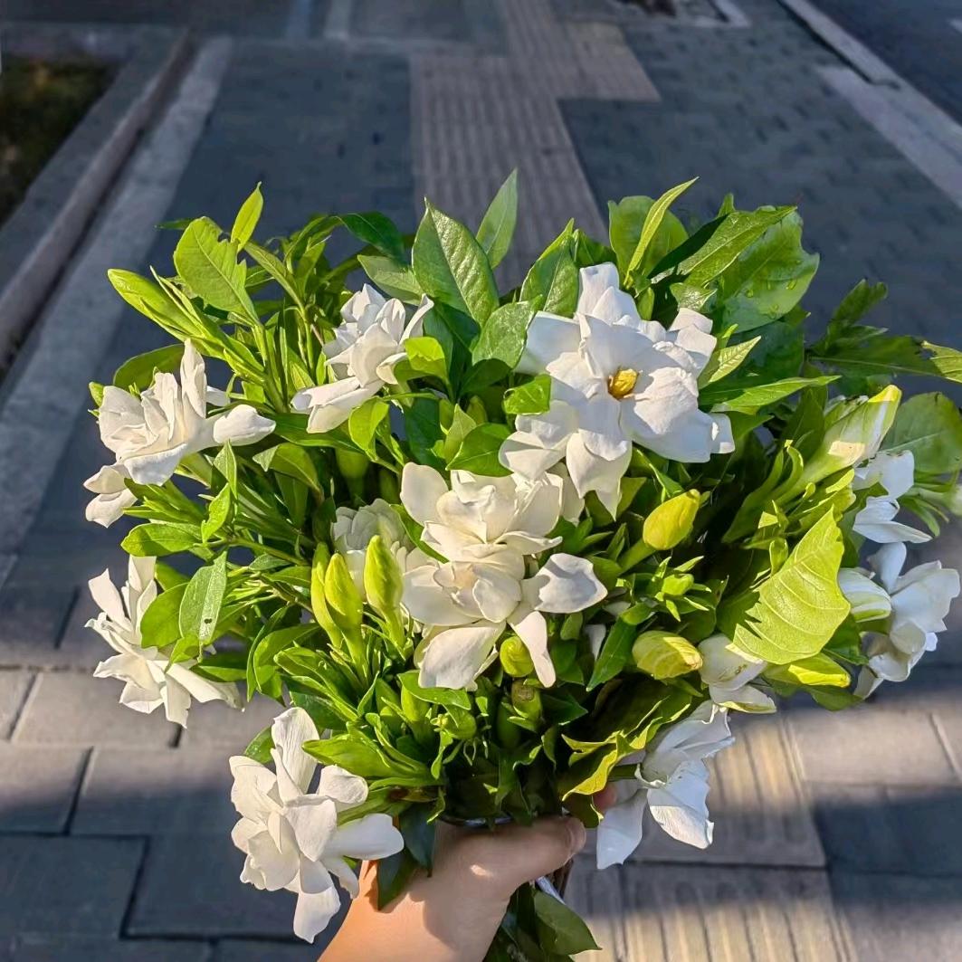 桃夭