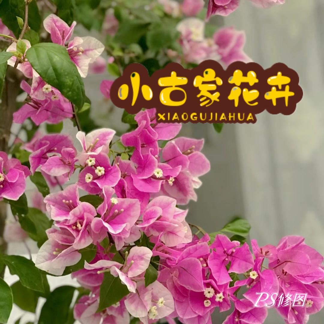 小古家花卉（三角梅）
