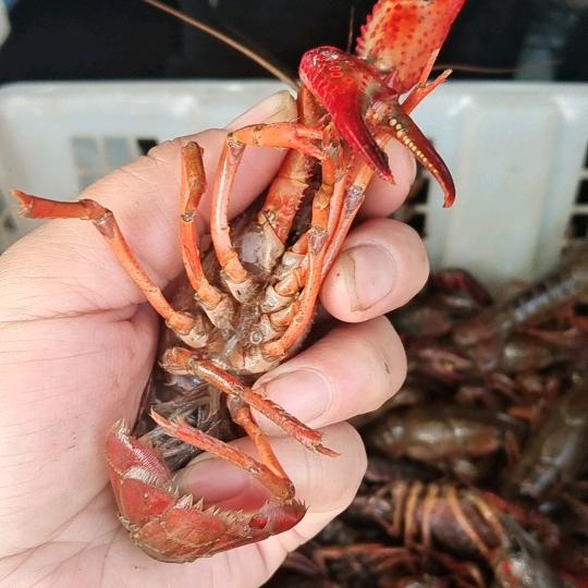龙虾🦞聚会