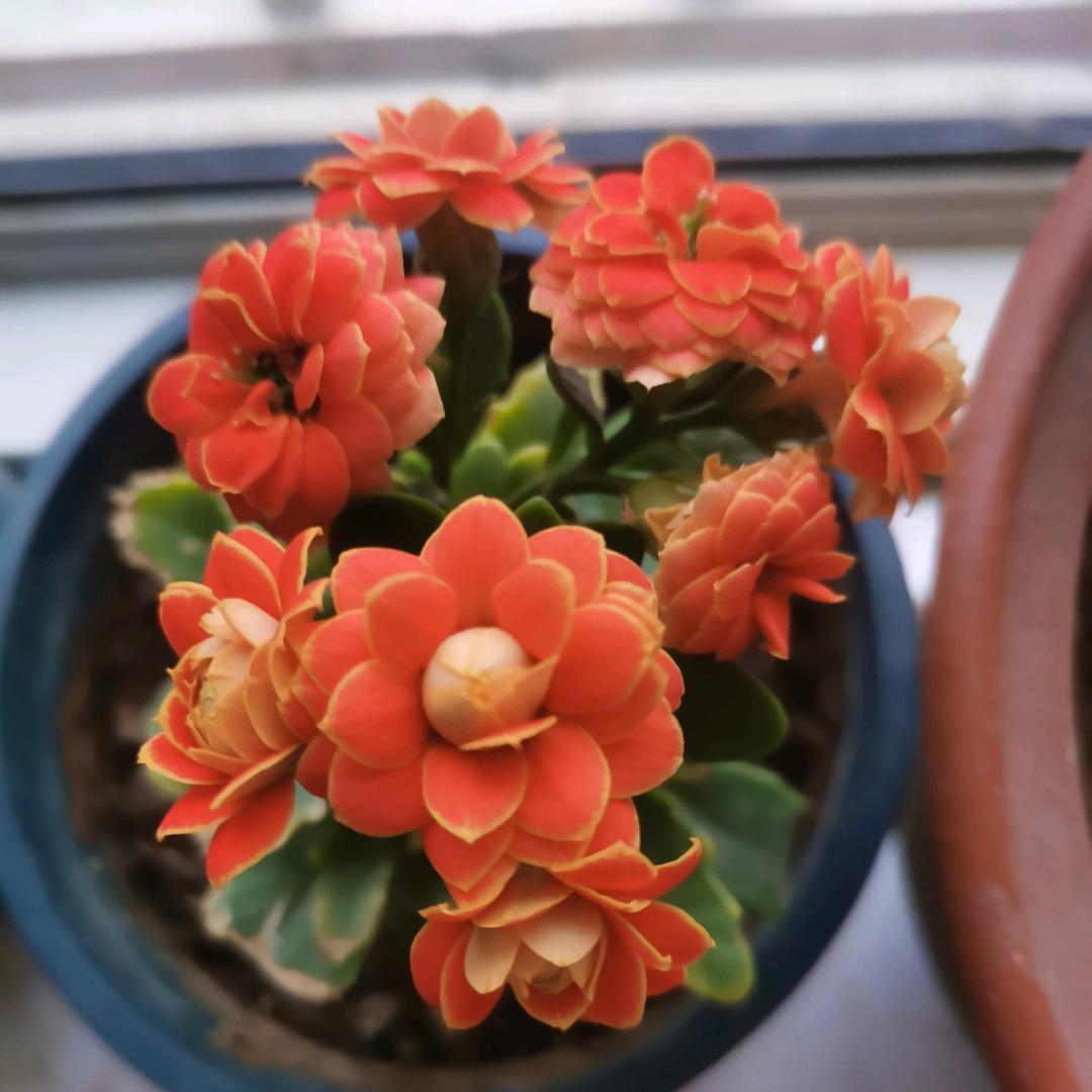 梅🌸