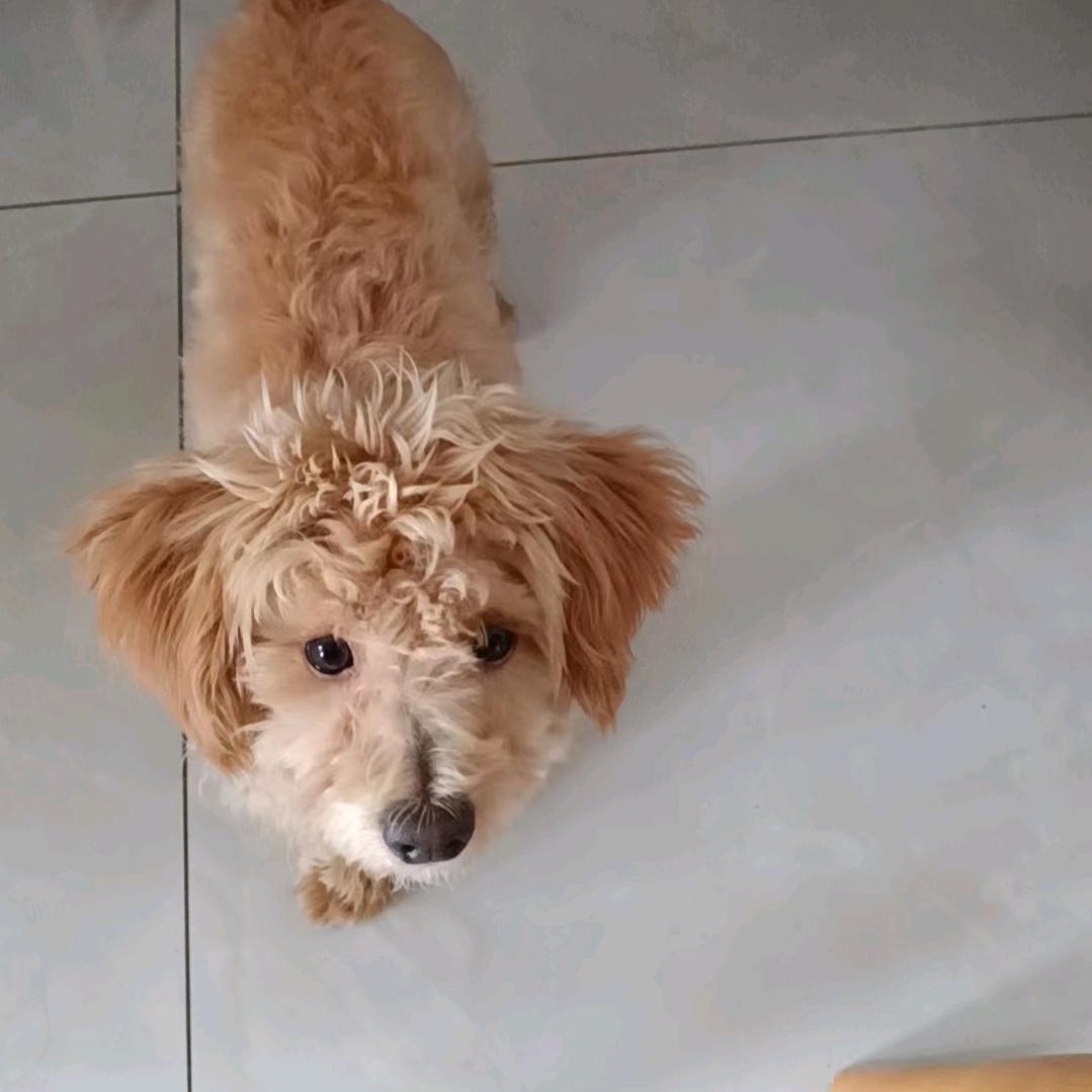 莫迎