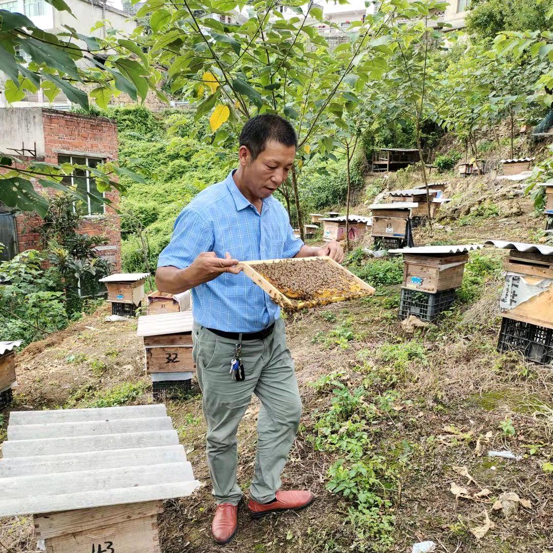 专做土蜂蜜