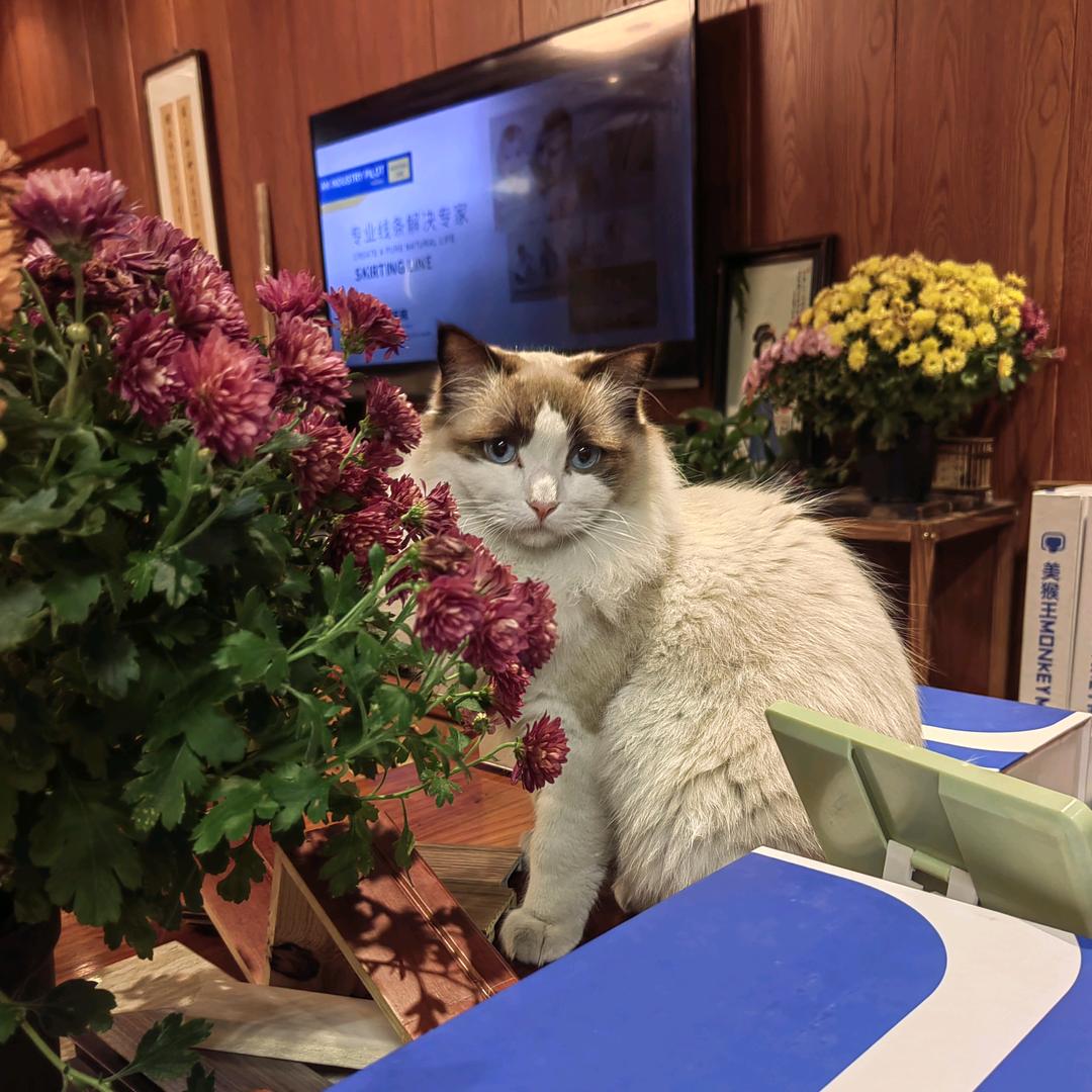 卖踢脚线的美猴王