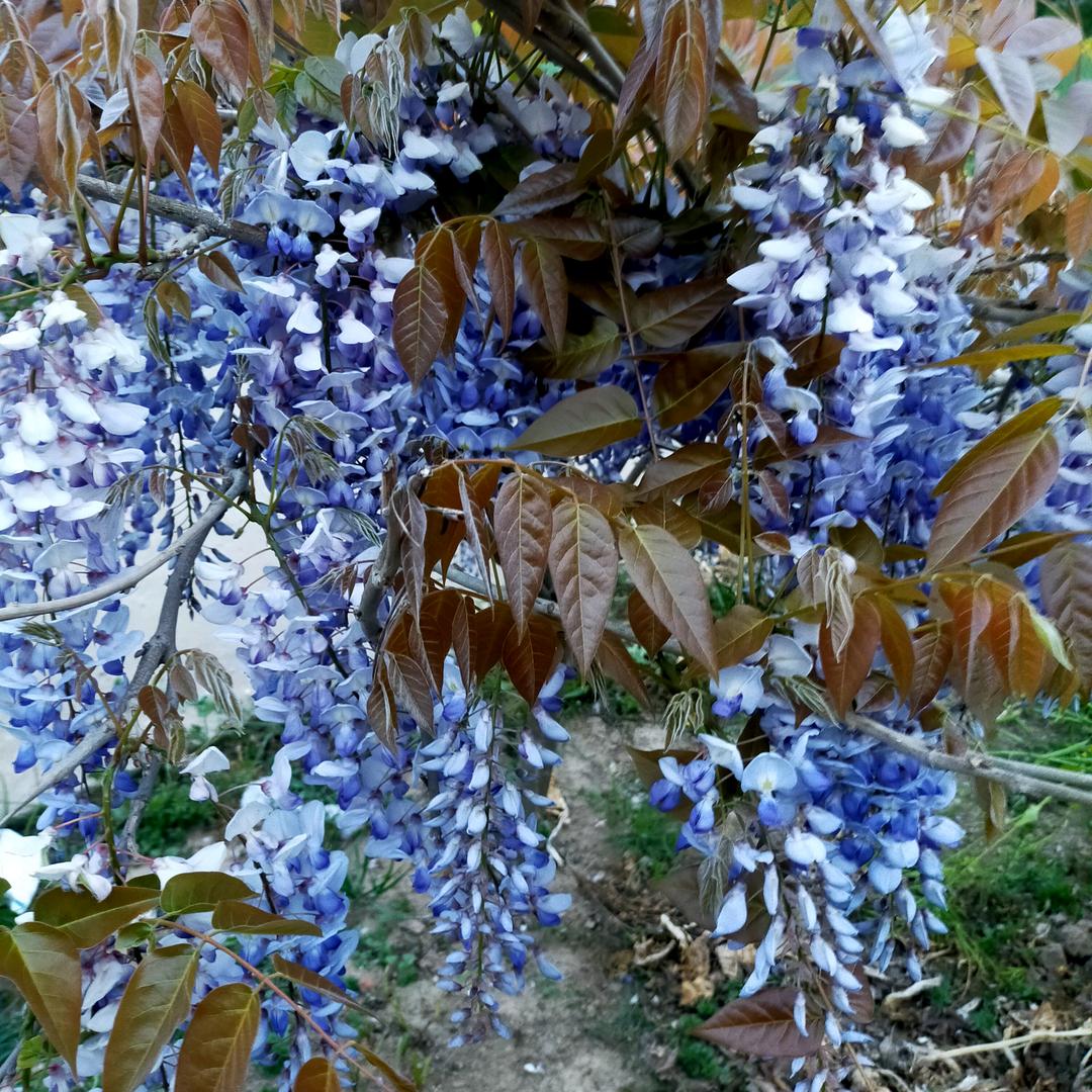 七四年的单身虎