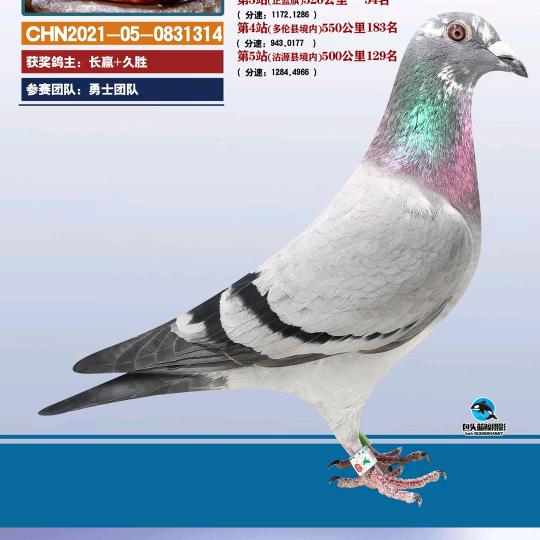 长赢九胜鸽业头像