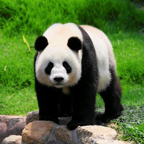 Z小胖