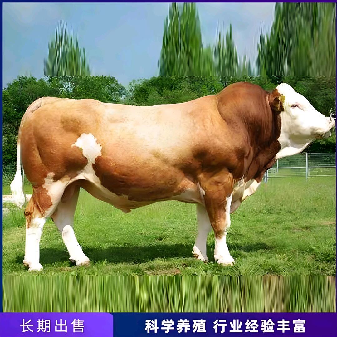 武汉冠牧厂家毛经理
