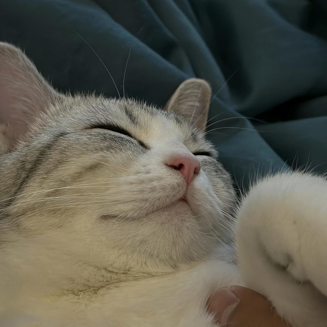 苗樊